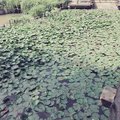 Ծ ̮ Ծ小猪宝宝