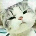 韩牛牛就是我