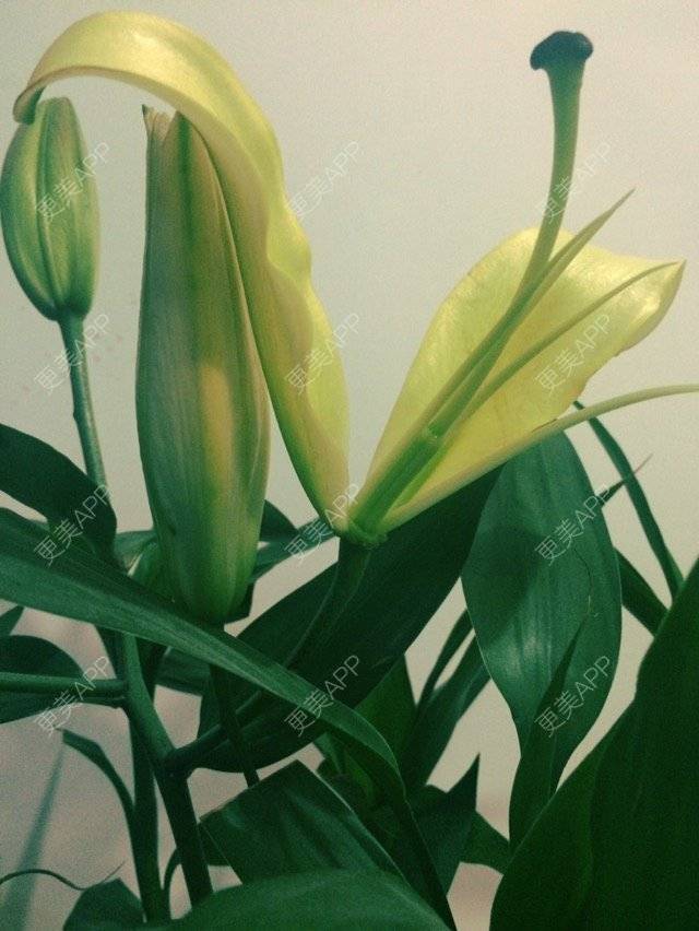 更美 - 爱美的丸子o的半永久纹眼线经验 | 上海 | 半永久纹眼线