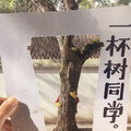 年轮的色彩