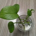 凯蒂猫咪