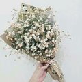 灿烂的星星