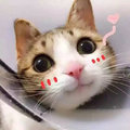 安图生