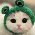 宅阿喵🐱
