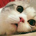 ◥敬業の陪虐λ◤