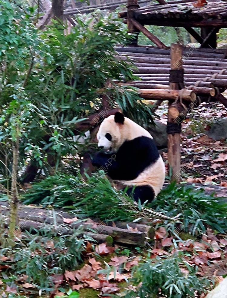 更美 - 九 五.的全切双眼皮经验 | 更美研究所 | 注射美白 | 水光项目 | 全切双眼皮 | 内切去眼袋 | 自体脂肪填充泪沟 | 视频日记