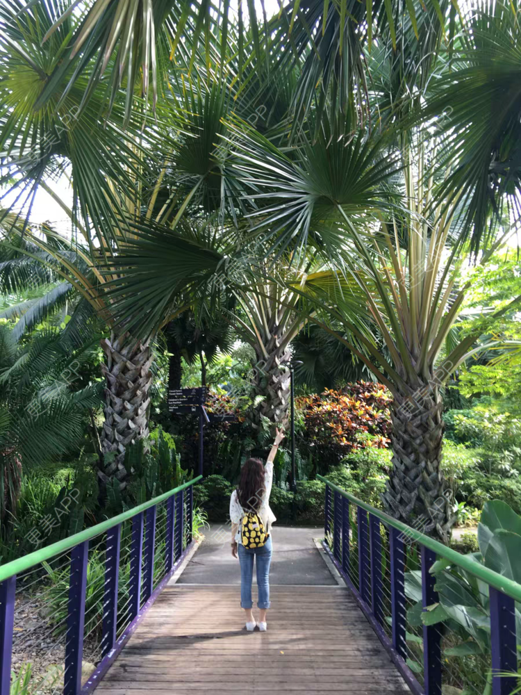 更美 - 海绵宝宝是海绵的处女膜修复经验 | 紧缩阴道 | 处女膜修复 | 上海