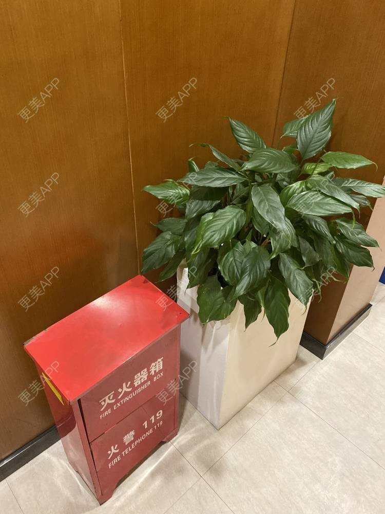 更美 - 冷葬花的激光紧缩阴道经验 | 激光紧缩阴道 | 上海