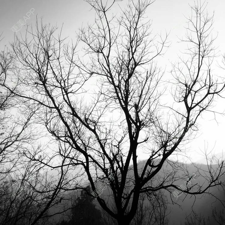 更美 - 冷葬花的激光紧缩阴道经验 | 上海 | 激光紧缩阴道