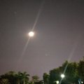 鲫鱼君