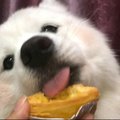 YY多个人呢