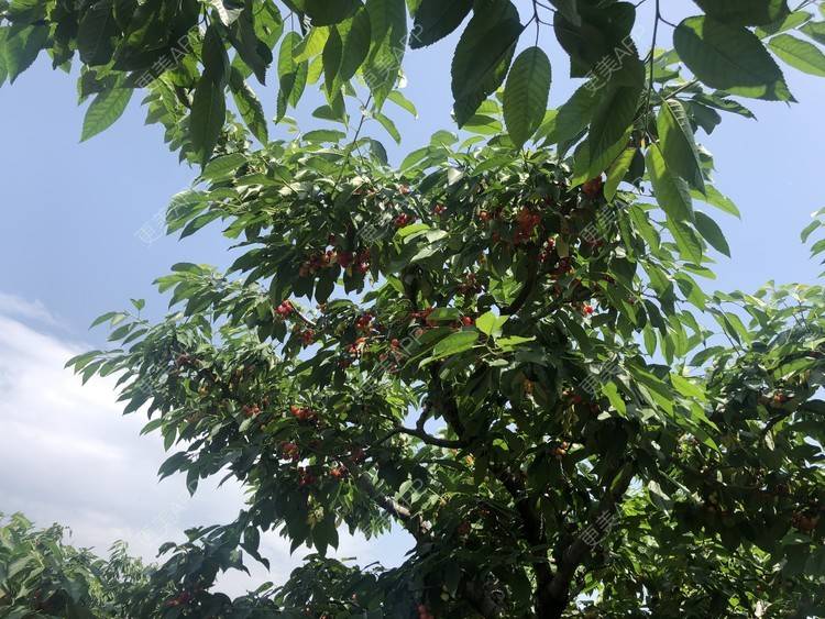 更美 - 请叫我小花的吸脂瘦大腿经验 | 吸脂瘦大腿 | 北京