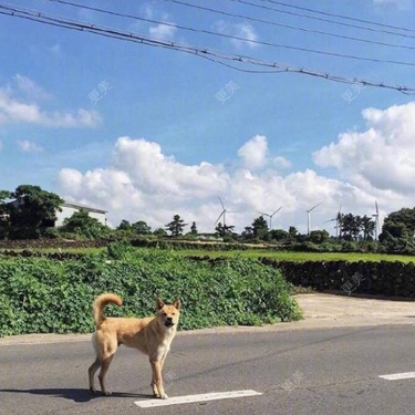 泡菜呀