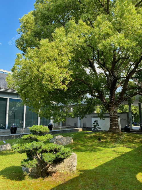 更美 - 更美用户puask1NwuI的紧缩阴道经验 | 紧缩阴道 | 广州