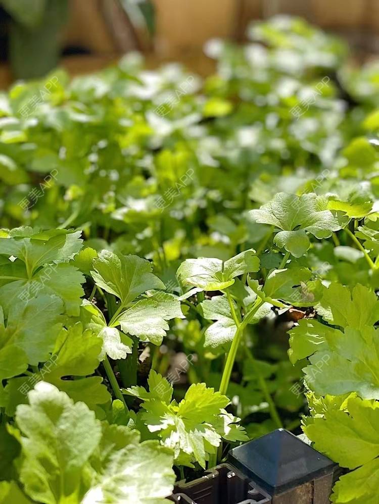 更美 - 武汉欣悦医院（私密整形医学修复中心）的阴蒂整形经验 | 阴蒂整形 | 武汉