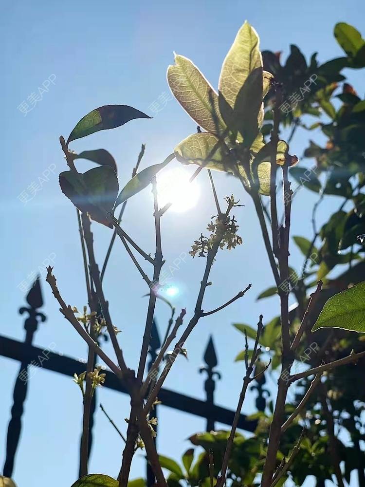 更美 - 武汉欣悦医院（私密整形医学修复中心）的阴蒂整形经验 | 阴蒂整形 | 武汉